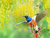 Sue Hsu's photo